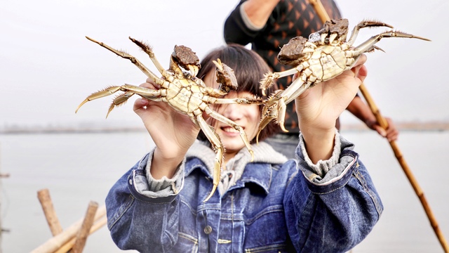 山东青岛：野生小杂鱼当“零食”，“莱西湖”大闸蟹开捕获丰收