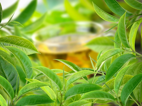 深耕七十载  山东临沂茶产业实现跨越式升级